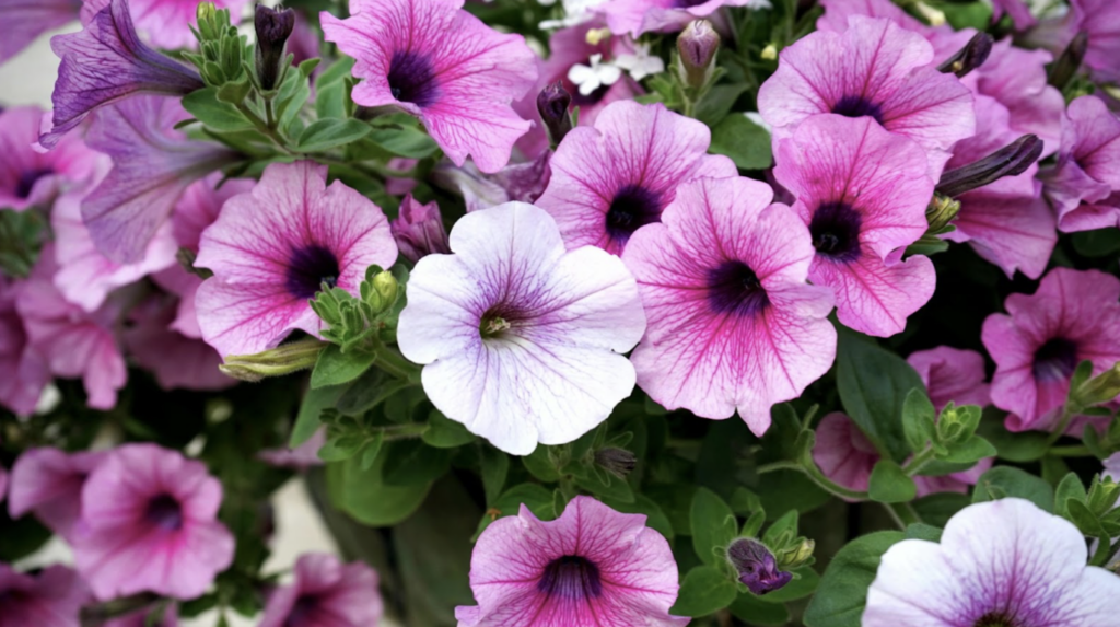 Image showing the nodes in a purple petunia plant